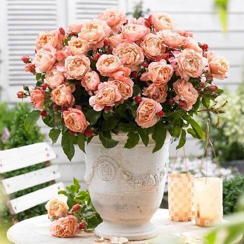 Rose 'Marie Curie'