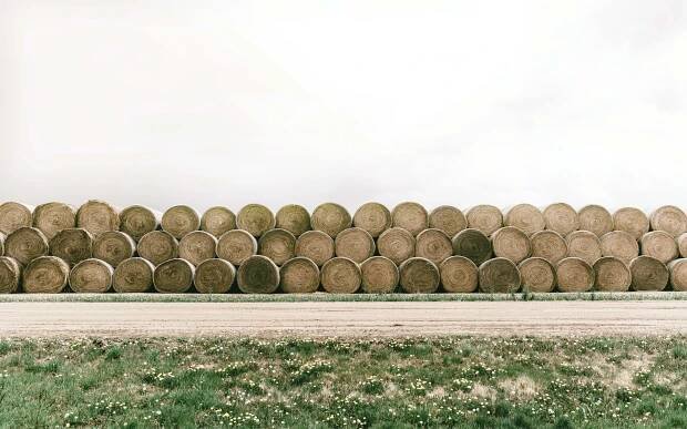 Hay