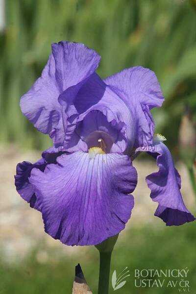 Iris barbata elatior Violet Harmony (3) | HORTIFOTO | Autoři | iBotky.cz