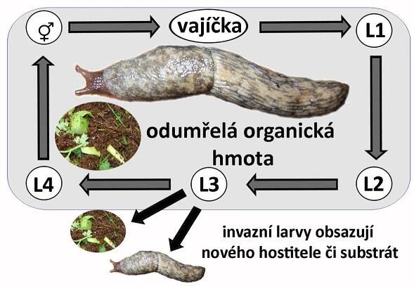 Parazitické hlístice v ochraně rostlin III.: Moluskoparasitické hlístice - Články - Agromanuál.cz