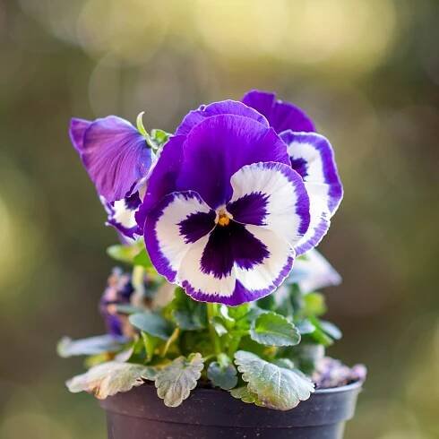 Semena violky – Violka Inspire fialovobílá F1 – Viola x wittrockiana