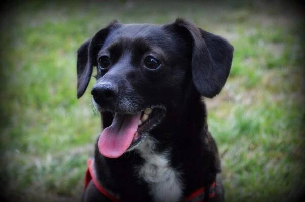 BERTINKA z Jimlína - ADOPTOVANÁ - Home4Pets