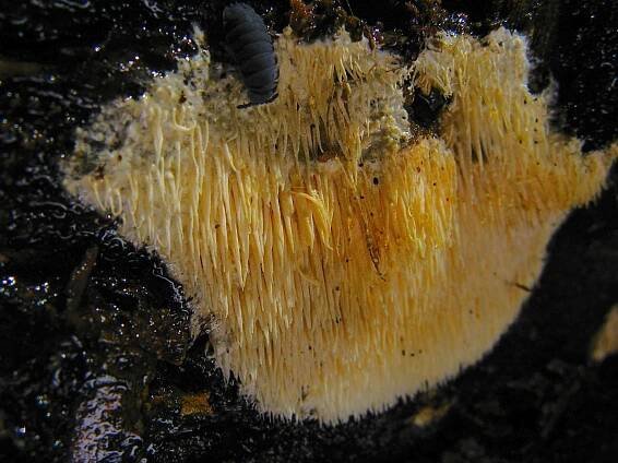 Dentipellis fragilis (ostnatec křehký) | BioLib.cz