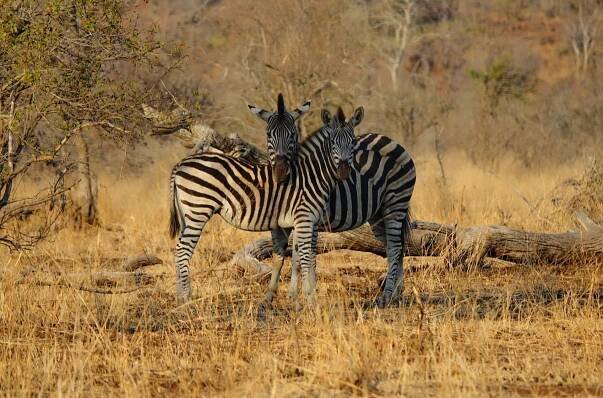 Photo of two zebras being cute in Kruger Park, South Africa.
