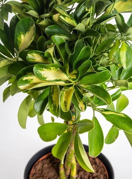 Šeflera, Schefflera arboricola, panašovaná, skladem | ZAZUMi.cz