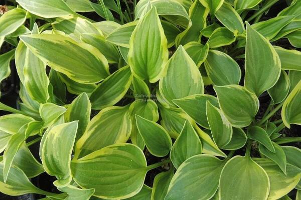 Hosta " Little Wonder " - bohyška Zahradnictví Krulichovi - zahradnictví, květinářství, trvalky, skalničky, bylinky a koření