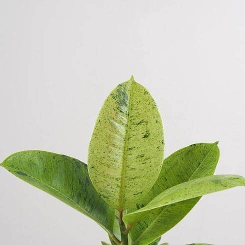 Ficus elastica ‘Shivereana’