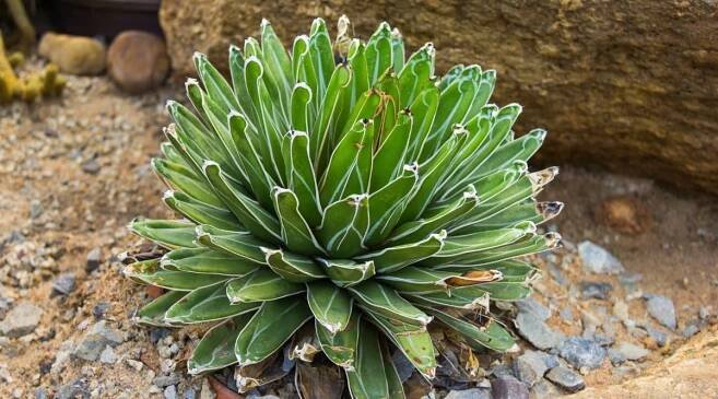A close-up of the Queen Victoria Century Plant, its fleshy leaves exhibit a symmetrical arrangement, radiating from a central point. Planted in rich brown soil, the vibrant greenery contrasts beautifully against the earthy backdrop, while a large brown stone in the background adds a touch of natural elegance.