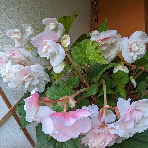 Begonie převislá Angelique - Begonia odorata - cibuloviny - 2 ks