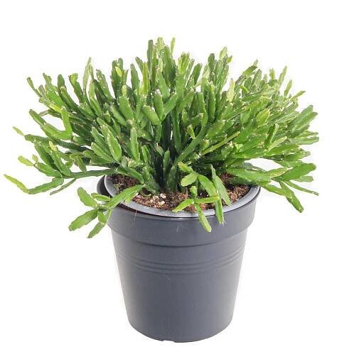Věšák, Rhipsalis ewaldiana, průměr květináče 10 - 12 cm