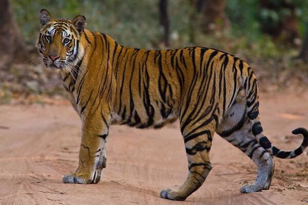 India: Birding & Tigers - Birding Tours with Whitehawk
