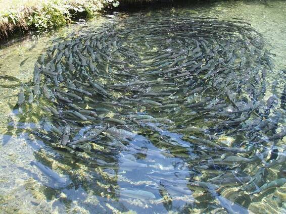 Pstruží farma Horní Domaslavice