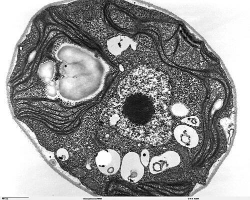 Cytoplazma – Wikipedie