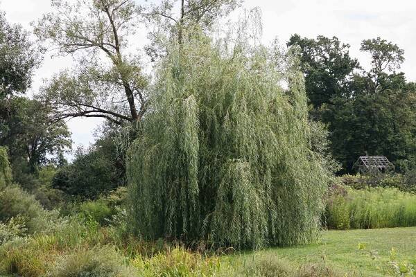 12 Willow Trees and Shrubs to Consider for Your Landscape