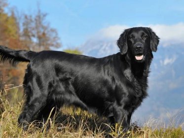 Flat-Coated Retriever 101: Your Complete Guide to a Fun-Loving and Loyal Companion