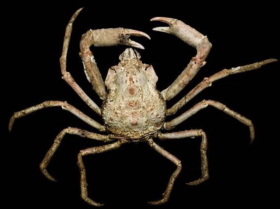File:Hyas coarctatus.jpg - Wikimedia Commons