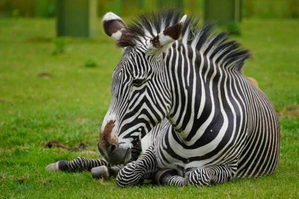 grévyho zebra - lichokopytníci - stock snímky, obrázky a fotky