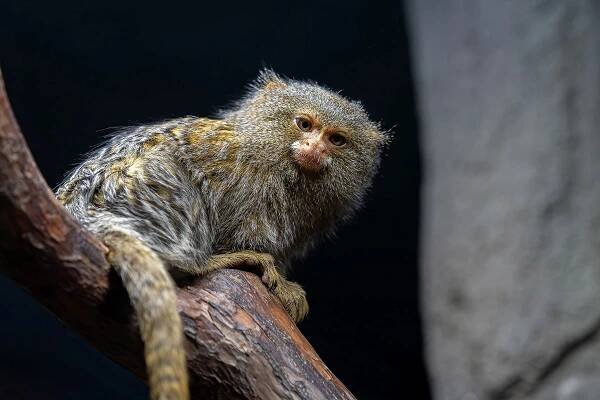 Nejmenší opice světa na Svatém Kopečku: Zoo Olomouc získala pár kosmanů zakrslých východních
