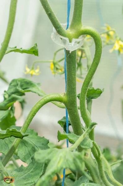 Seedling Follow-up 2016 | Tomatofifou