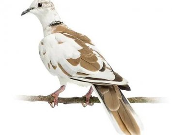 Zadní pohled na africké límečkem holubice seděla na větvi, streptopelia roseogrisea, proti Bílému pozadí — Stock obrázek