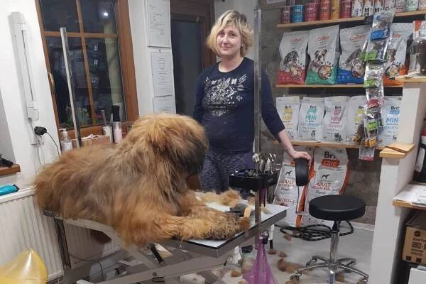 Stříhání, trimování a vyčesání velkých plemen psů od 900 Kč Heřmanov Salon Leontýnka • Firmy.cz
