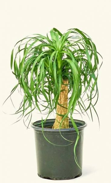 Large Ponytail Palm (Beaucarnea recurvata)