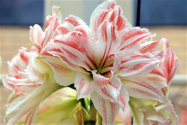 Hvězdník (Hippeastrum) kultivar Dancing Queen® 