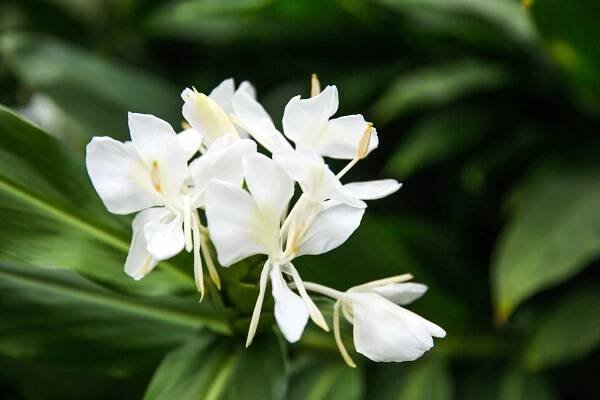 White Garland Lily, White Ginger Lily Hedychium Coronarium in Bloom with Green Leaves