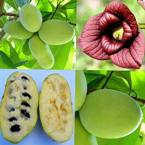 5_pawpaw