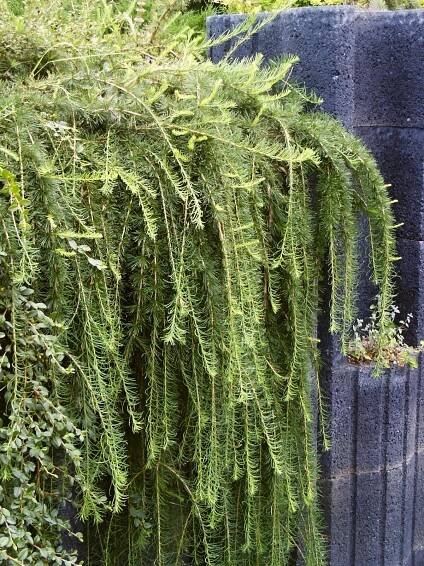 Larix decidua Pendula | Jehličnaté dřeviny |Zahradnictví Franc 