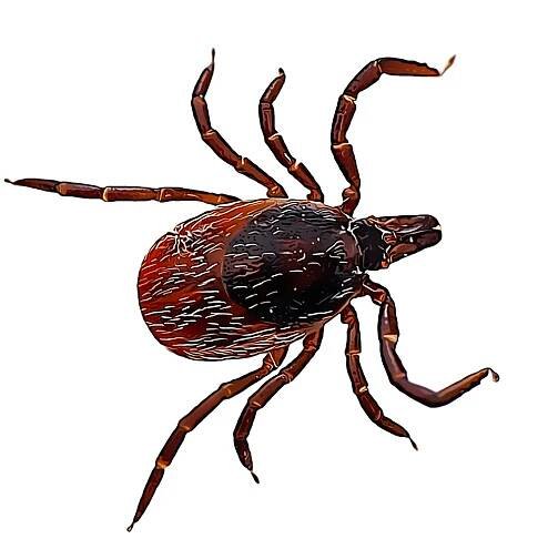 Tick