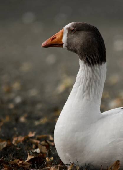 Goose Puns & Jokes: 21+ Best That Will Make You Smile