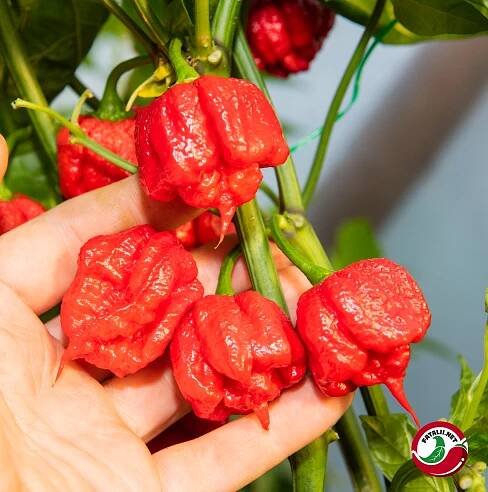 Carolina Reaper » Fatalii Seeds 
