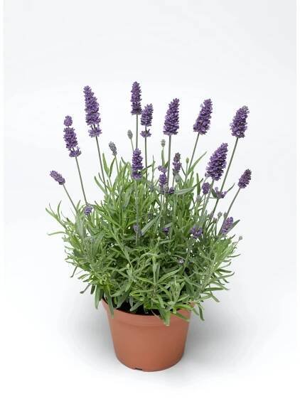 Levandule lékařská (Lavandula angustifolia) pr. kv. 11 cm