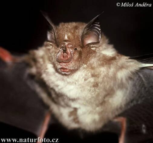 Vrápenec velký - Rhinolophus ferrumequinum - PŘÍRODA.cz