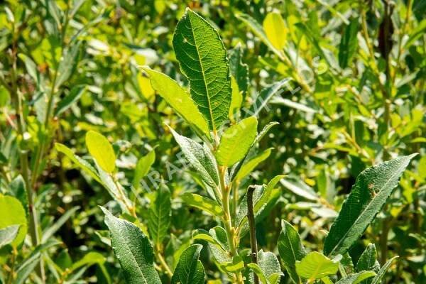 Vrba popelavá - Salix cinerea