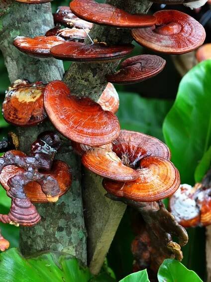 Reishi: Zázračná houba, která posílí imunitu a zpomalí stárnutí