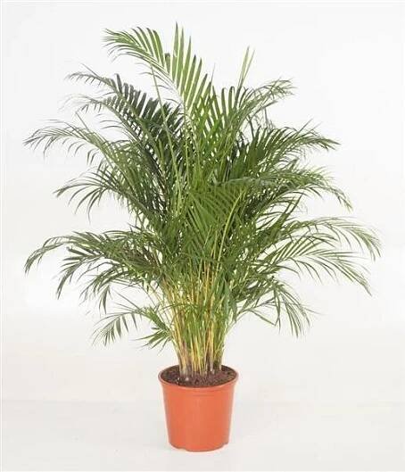 Zlatá ovocná palma 130-150 cm - Elegantní pokojová rostlina, areková palma, palma pro