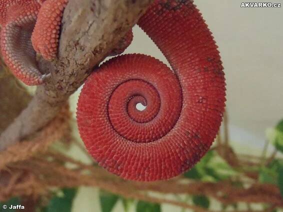 Furcifer pardalis tamatave - AKVARKO.cz
