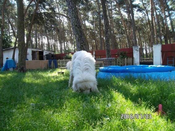 Psi k adopci z útulků, azylů a neziskových organizací