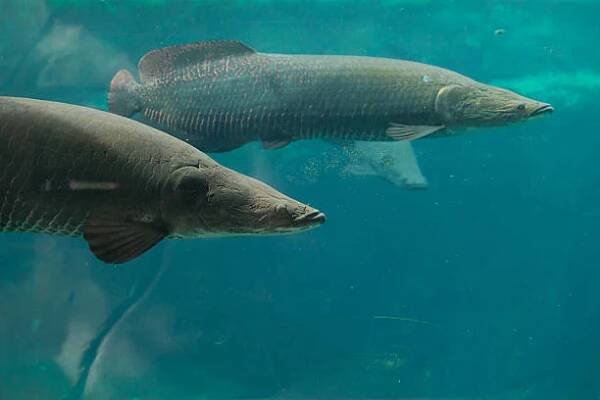 arapaima (sudis gigas). - arapaima velká - stock snímky, obrázky a fotky