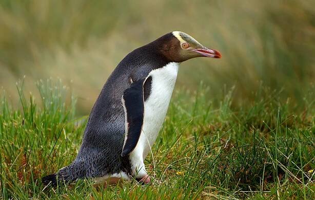 Yellow eyed penguin. - NeposlušnéTlapky