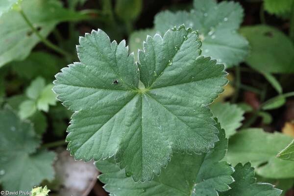 Alchemilla glaucescens – kontryhel sivý