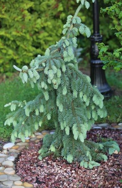 Srbský smrk Pendula Bruns, Cook (Picea omorica Pendula Bruns, Kuck): popis, fotografie