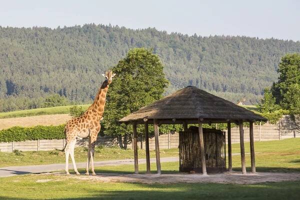 Zoo Dvůr Králové ukáže žirafy i v zimě, má pro ně nový pavilon