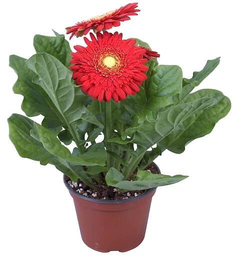 Gerbera červená průměr květináče cca 12 cm nakoupit u OBI