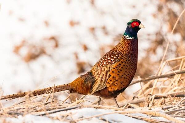 Ringneck Bažant (Phasianus colchicus) — Stock obrázek