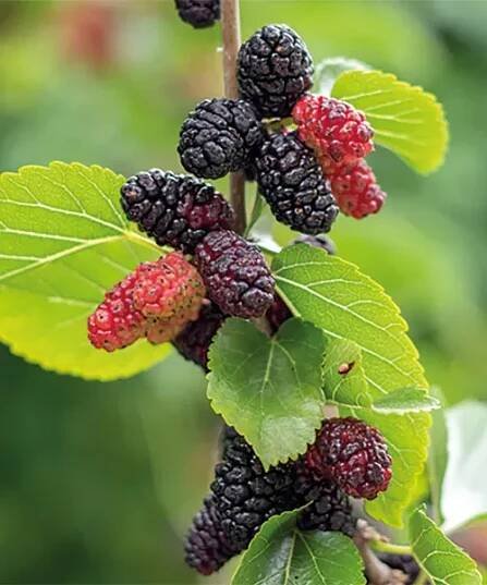 Zakrslý morušovník 'Mojo Berry'