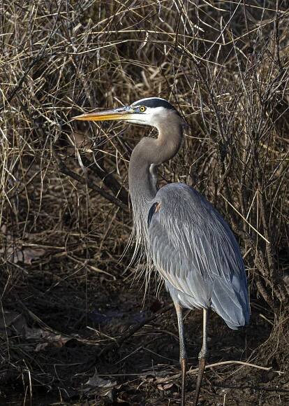 Great Blue Heron | Mike Powell