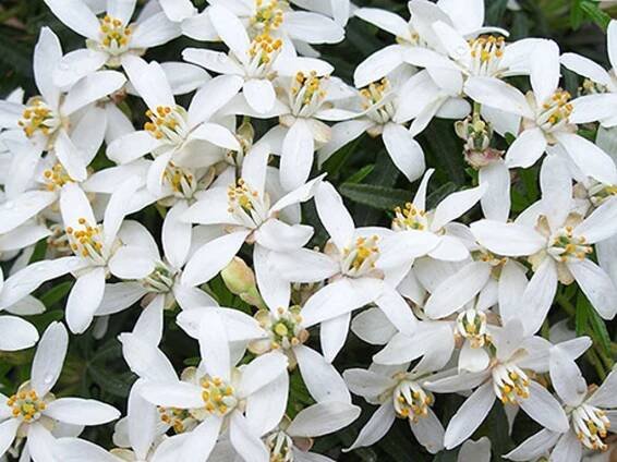 Choisie/mexický pomerančovník 'White Dazzler'
